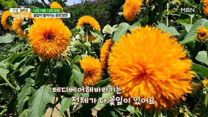 끝없이 펼쳐지는 여름꽃의 향연