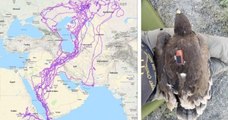 Cette carte montre les itinéraires empruntés par 20 aigles pendant un an en Arabie Saoudite