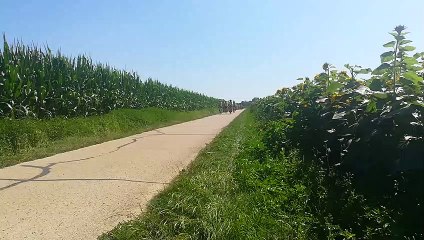 Sortie Jeffrédo à Saint Avertin entre maïs et tournesols