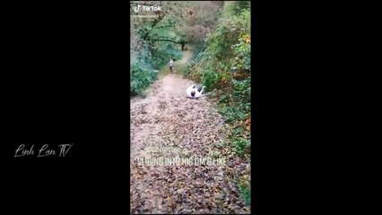 Fanny ang entertainment video