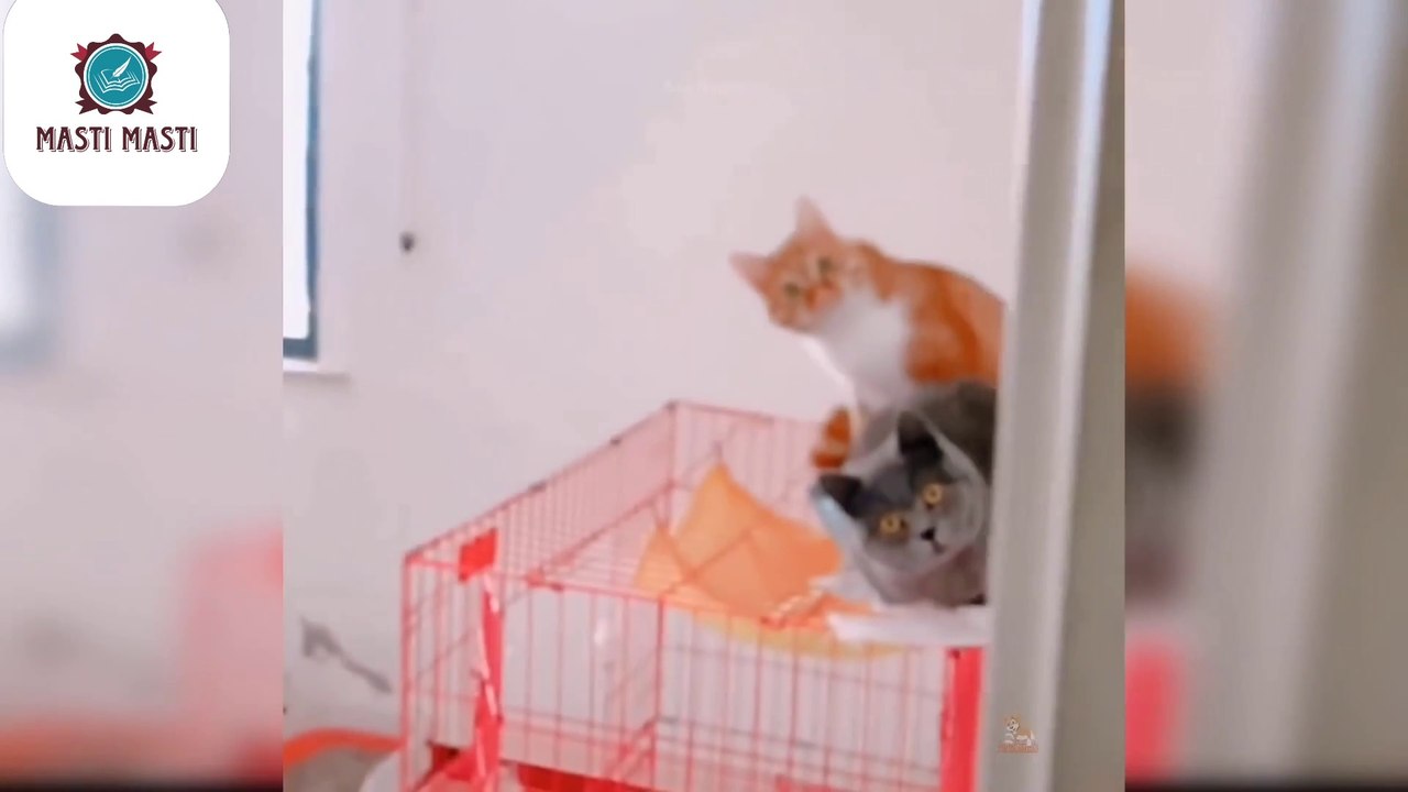 Funny special cat 
