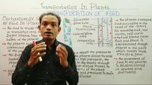 10th Biology,transportation in plants,ms patel e learning