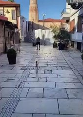 Toda a saudade de um gato para com o seu dono que regressou a casa...