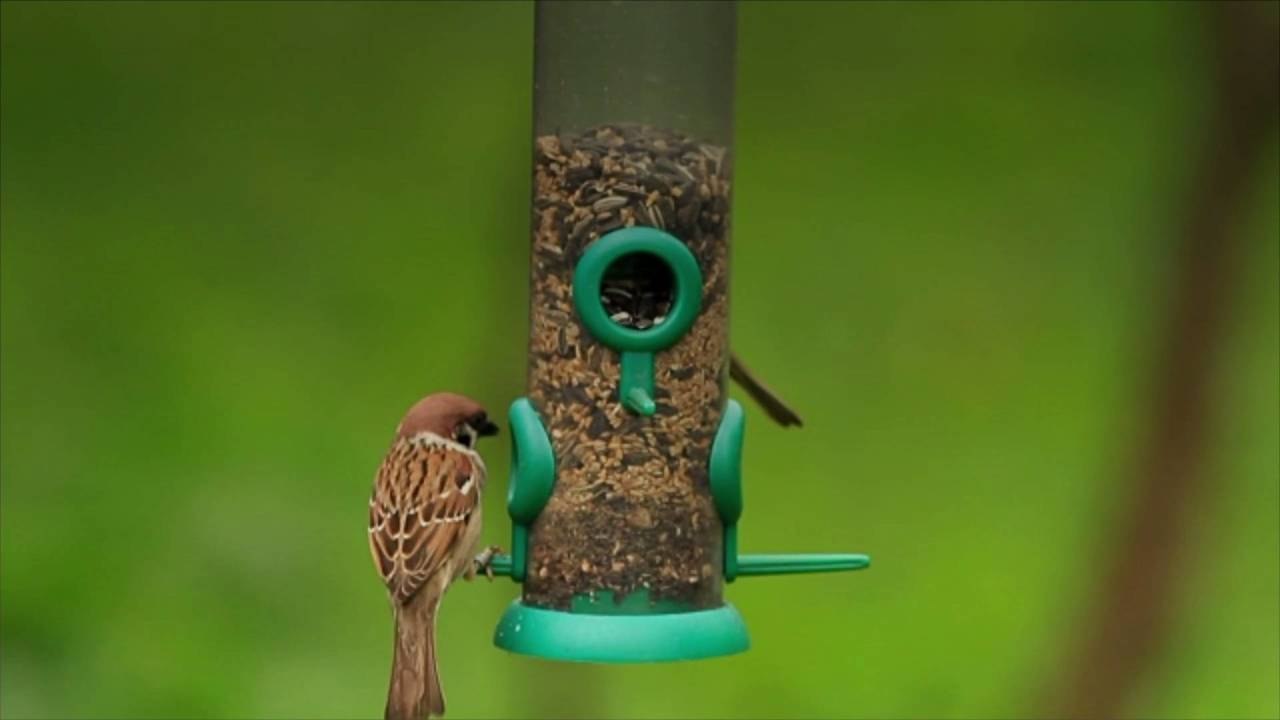 Wildlife Researchers Urge Bird-Lovers to Stop Feeding Birds
