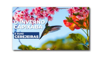 O inverno capixaba e suas cerejeiras