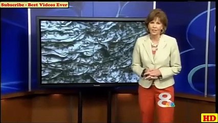 Largest Beehive Ever - Florida Monster Yellow Jacket Wasp  Hive Destroyed #beehive