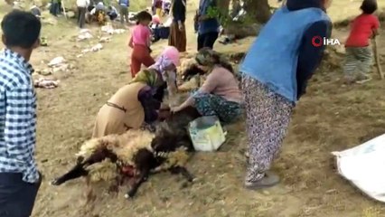 Yüksekova’da mezraya yıldırım düştü: 35 kuzu telef oldu