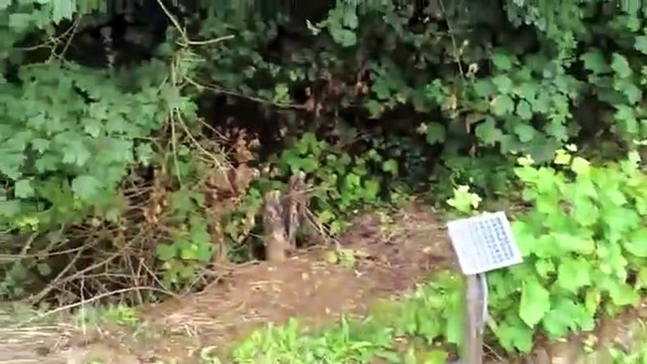 système d'arrosage automatique jardin Potagé autonome solaire 12v eau gratuit fait maison