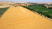 Sivas'a özgü Zeron buğdayının hasadı başladı