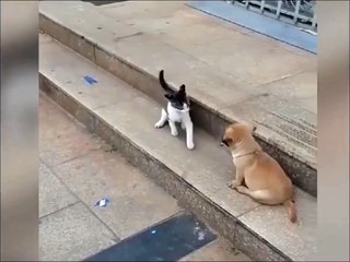 Dog and cat fighting 