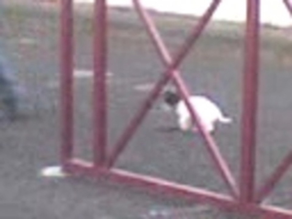 prada le jack russel qui essay de jouer au rudby