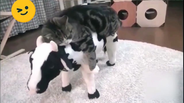 Cat reactions very cute