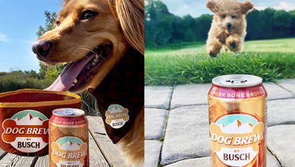 Pour a cold one for your dog with Anheuser-Busch’s latest brew