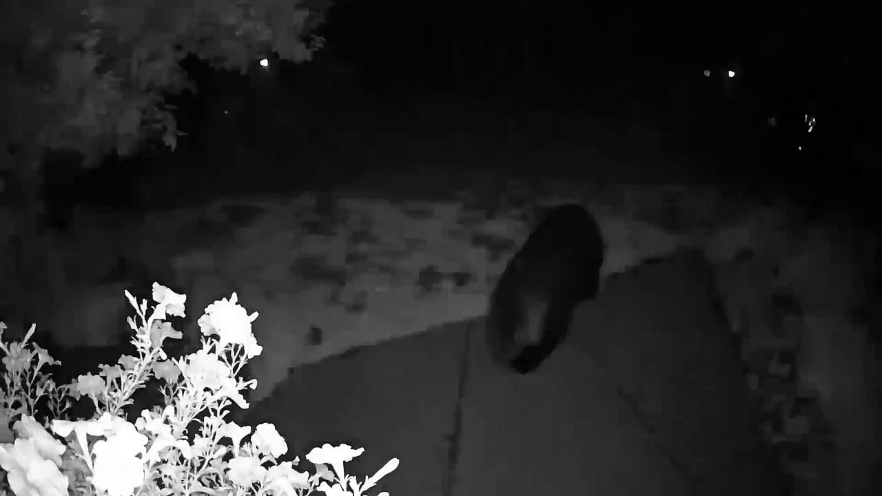 Bear Sharts on Front Porch