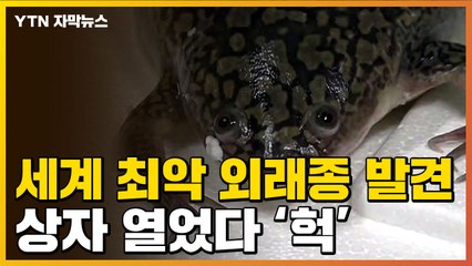 [자막뉴스] 상자 열었다 '아연실색'...세계 최악 외래종 발견 / YTN