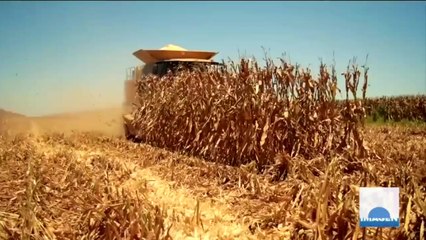 Secretaría del Medio Ambiente impulsa la eliminación del herbicida glifosato