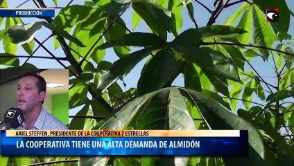 La cooperativa tiene una alta demanda de almidón
