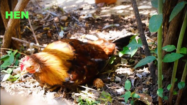 Variety of Animals #education #wildlife #animals #school #reptile #apes #domesti