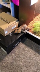 Chonky Lizard Trying to Escape