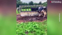 Joven granjero le propone matrimonio a su novia usando a sus vacas para hacerle la romántica pregunta
