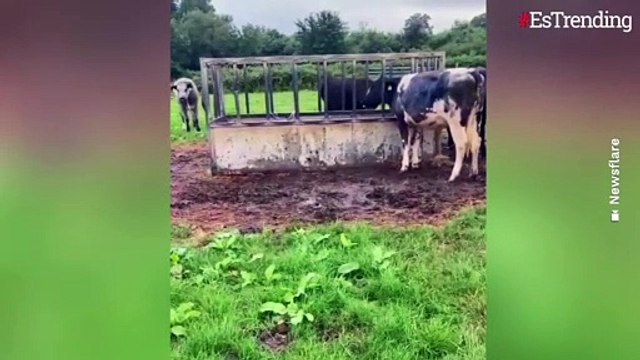 Joven granjero le propone matrimonio a su novia usando a sus vacas para hacerle la romántica pregunta