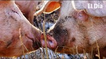 Fiebre porcina: Productores no saben cuánto les pagará el Gobierno por sacrificar animales
