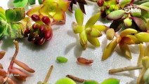 Aprende a reproducir suculentas con una hojita sin semillas.| Cocina Delirante
