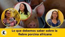 Lo que debemos saber sobre la fiebre porcina africana