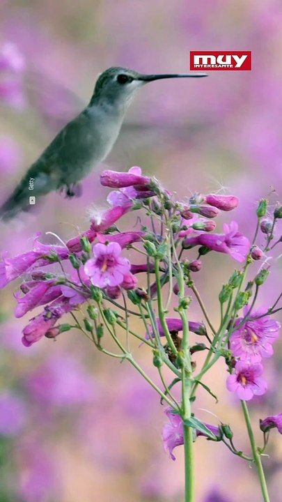 Conoce todo lo  que no sabías de los colibríes