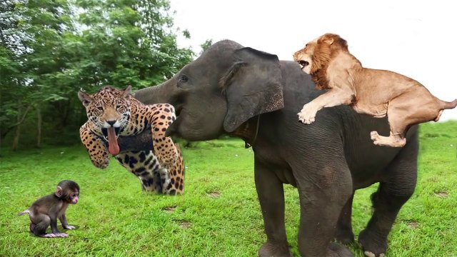 Elephant Of The God! Elephant Herd Save Baby Monkey From Leopard, Lion vs Buffalo