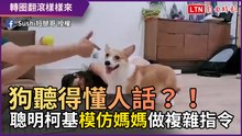 狗聽得懂人話？！ 聰明柯基「模仿媽媽」做複雜指令
