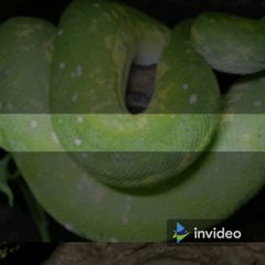 Discover the Stunning Diversity of Python Species 🐍