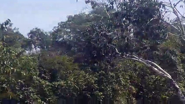 Boeing 737-800 PR-GGP na aproximação final antes de pousar em Manaus vindo de Belém do Pará