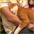 Gatos Tiernos con los Humanos