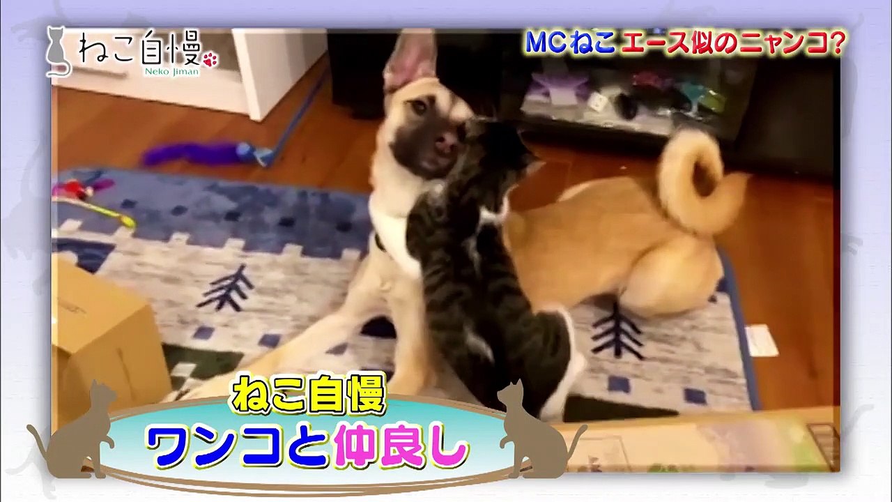 ねこ自慢 2021年8月4日 捨て猫の命を救え!涙のストーリー
