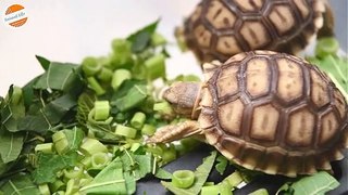 Group of Baby African Tortoise Eating Vegetable