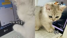 아빠 집사에게 '칼퇴톡' 보내는 고양이 "ㅜㅜ빨리오라냥"