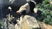 Panda 'Biz' - ` big one `