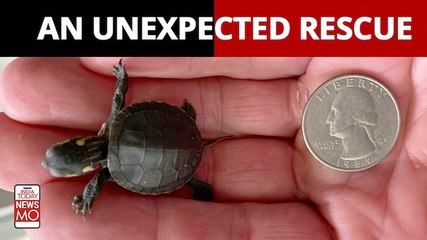 Amazing Rescues | Man performs C-section on dying turtle to save its eggs