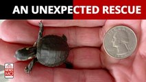 Amazing Rescues | Man performs C-section on dying turtle to save its eggs