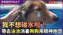 「我不想碰水啦！」帶去泳池消暑　牧羊犬用眼神道盡委屈
