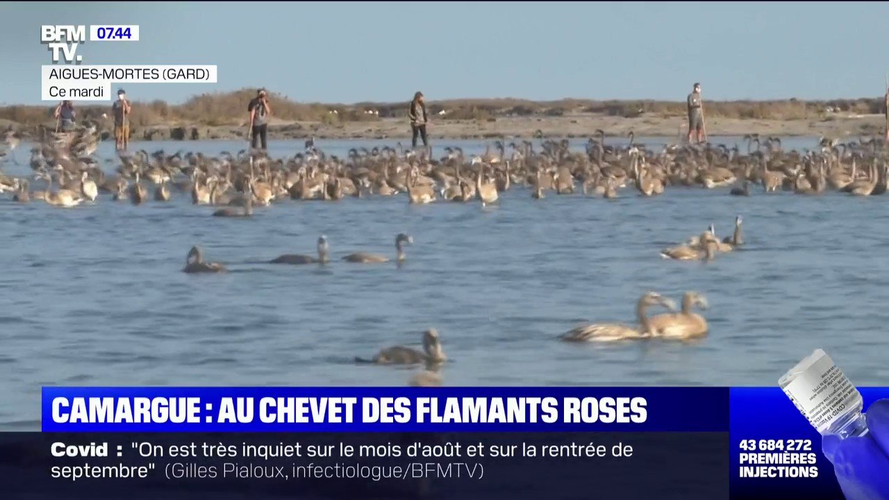 En Camargue, une centaine de bénévoles s'activent pour baguer les flamants roses