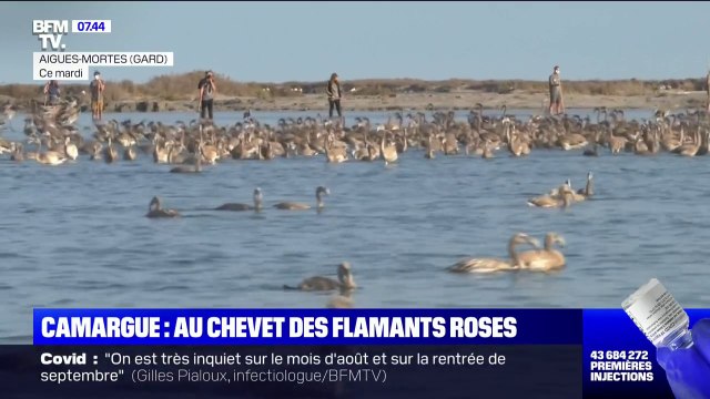 En Camargue, une centaine de bénévoles s'activent pour baguer les flamants roses