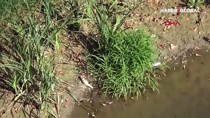 Tedirgin eden balık ölümlerine karşı su takviyesi