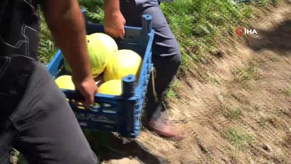 Baldan tatlı 'süreyya kavunu' sofraların vazgeçilmezi oldu