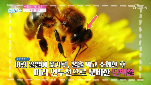 ☆천연 항생제☆ 만성 염증을 잡는 이것의 정체는?　TV CHOSUN 210805 방송