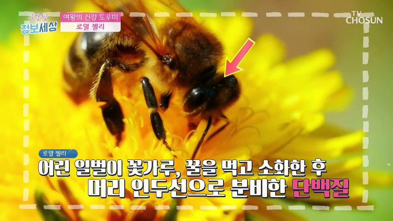 ☆천연 항생제☆ 만성 염증을 잡는 이것의 정체는?　TV CHOSUN 210805 방송