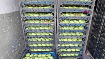 BURSA'DA ARMUT HASADI YÜZLERİ GÜLDÜRDÜ