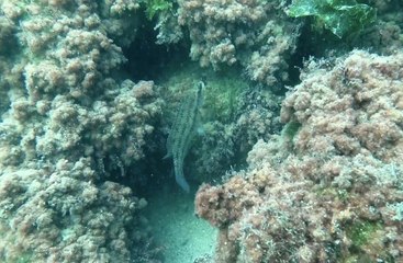 Kerpe Koyu'ndaki Roma dönemine ait liman mendireği kalıntıları deniz canlılarına ev sahipliği yapıyor