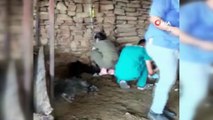 6 gün alevlerin arasında mahsur kalan keçi kurtarıldıktan sonra litrelerce suyu kana kana içti